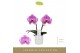 Phalaenopsis paars Singolo & Co - Victorio - 2 bloem - Lazio White 