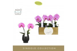Phalaenopsis paars Singolo & Co - Victorio - 2 bloem - Abruzzo Black A