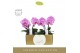 Phalaenopsis paars Singolo & Co - Victorio - 2 bloem - Abruzzo Black A 