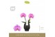 Phalaenopsis paars Singolo & Co - Victorio - 2 bloem - Abruzzo Black A 