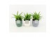 Chlorophytum lemon in expression keramiek 