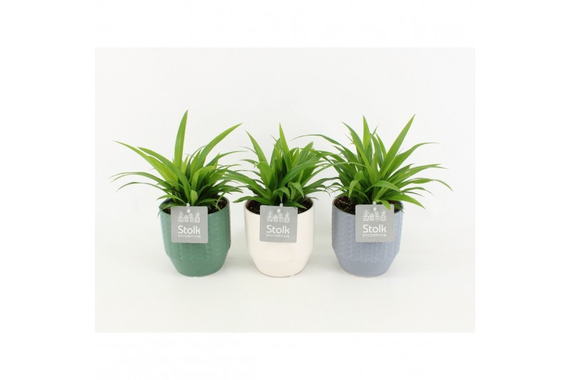 Chlorophytum lemon in expression keramiek 