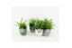 Chlorophytum lemon in expression keramiek 