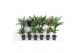 Dracaena mix 45-15 