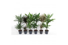 Dracaena mix 45-15