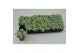 Fittonia mosaic white forest flame 
