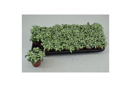 Fittonia mosaic white forest flame
