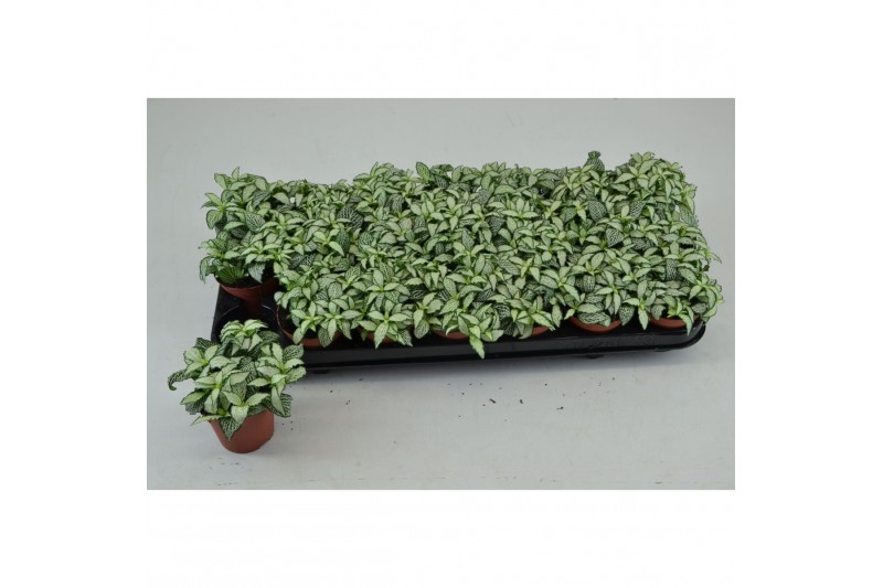 Fittonia mosaic white forest flame 