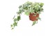 Hedera tonny helix 9pp - 20-25cm Rank 