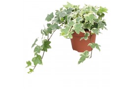 Hedera tonny helix 9pp - 20-25cm Rank
