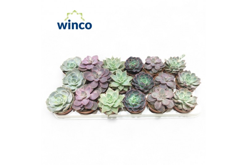 Echeveria mix Echeveria Love Mix (6 Spc.) Echeveria mix Echeveria Love Mix (6 Spc.)
