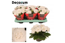 Sinningia sonata white decorum
