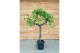 Vitis vinifera 1 tak/plnt 