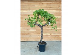 Vitis vinifera 1 tak/plnt
