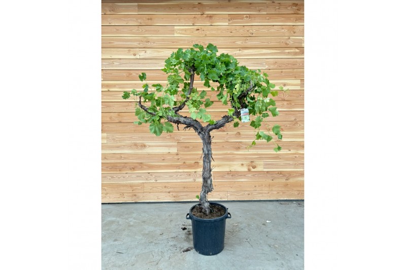 Vitis vinifera 1 tak/plnt 