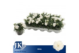 Dianthus dinah White