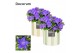 Campanula isoph. napoli decorum eline 
