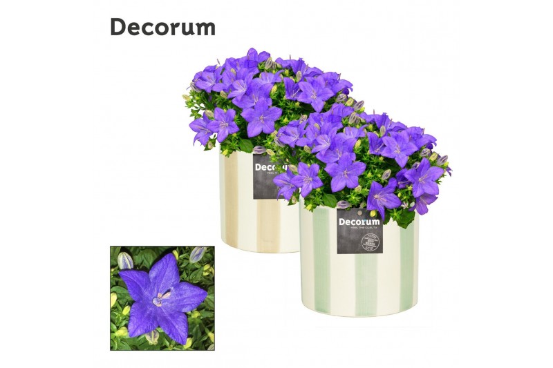Campanula isoph. napoli decorum eline 