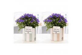 Campanula isoph. napoli pure eline