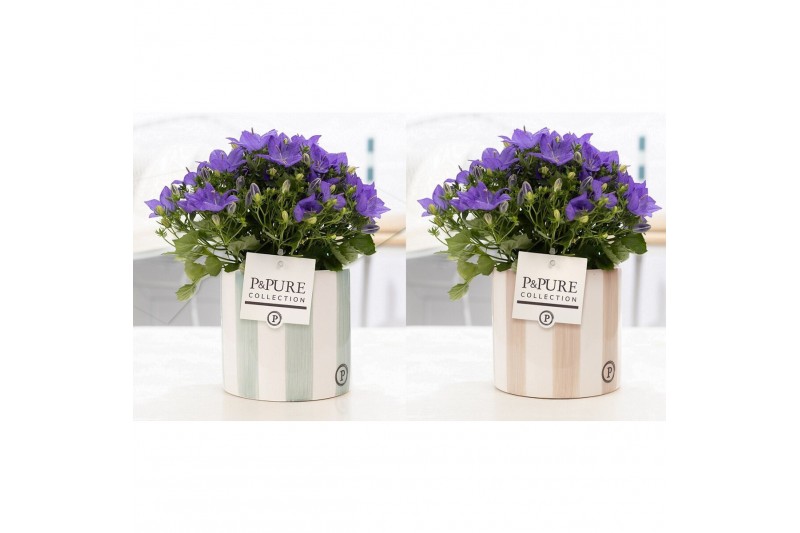 Campanula isoph. napoli pure eline 