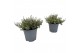 Thymus x citriodorus silver queen 