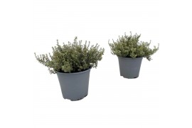 Thymus x citriodorus silver queen