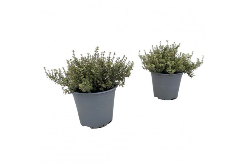 Thymus x citriodorus silver queen 