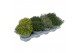 Thymus mix 14cm 