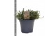 Thymus mix 14cm 