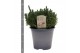 Thymus mix 14cm 