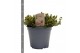 Thymus mix 14cm 