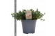 Thymus mix 14cm 