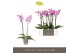 Phalaenopsis roze Optistar Toshi 2 tak 