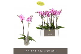 Phalaenopsis roze Optistar Toshi 2 tak