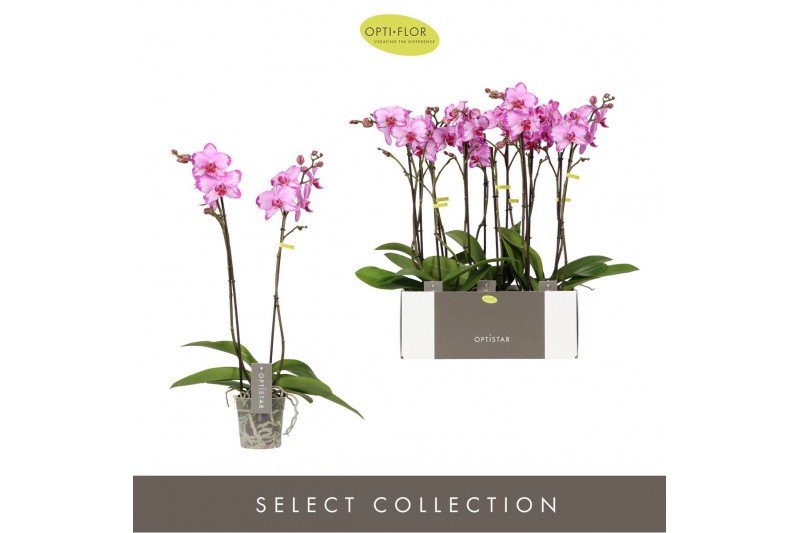 Phalaenopsis roze Optistar Toshi 2 tak 