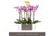 Phalaenopsis roze Optistar Toshi 2 tak 