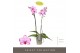 Phalaenopsis roze Optistar Toshi 2 tak 