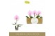 Phalaenopsis roze Singolo - Mino - 1 bloem 