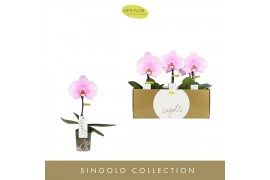 Phalaenopsis roze Singolo - Mino - 1 bloem
