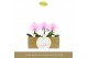 Phalaenopsis roze Singolo - Mino - 1 bloem 