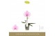 Phalaenopsis roze Singolo - Mino - 1 bloem 