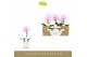Phalaenopsis roze Singolo - Mino - 1 bloem - Lazio White 