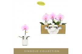 Phalaenopsis roze Singolo - Mino - 1 bloem - Lazio White