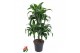 Dracaena fragr. compacta dorado 45-carrousel 