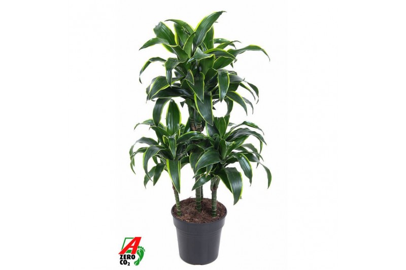 Dracaena fragr. compacta dorado 45-carrousel 