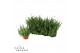 Lavandula angustifolia vienco early white 