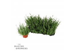 Lavandula angustifolia vienco early white