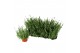 Lavandula angustifolia vienco early white 