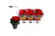 Begonia elatior du. baladin 