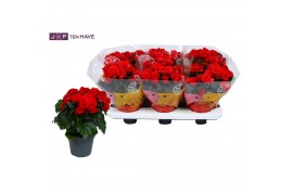 Begonia elatior du. baladin